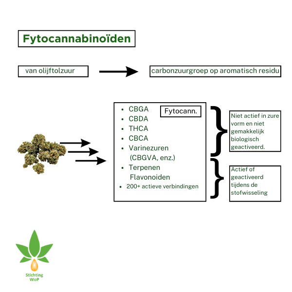 Fytocannabinoiden 3